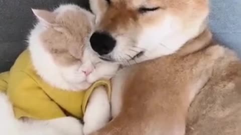 Cute Puppy and Kitten Sleepy with Each Others