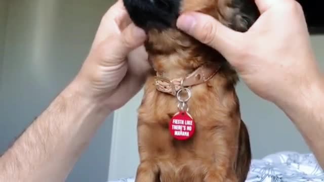 Little animals are lovable