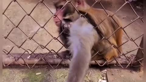 monkey getting angry🤣🤣