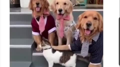 This cat does not want to be in the family photo but the golden retriever incorporates it