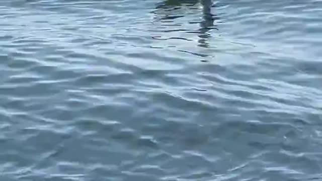 Waterfowl Enjoying Swimming