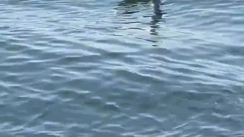 Waterfowl Enjoying Swimming