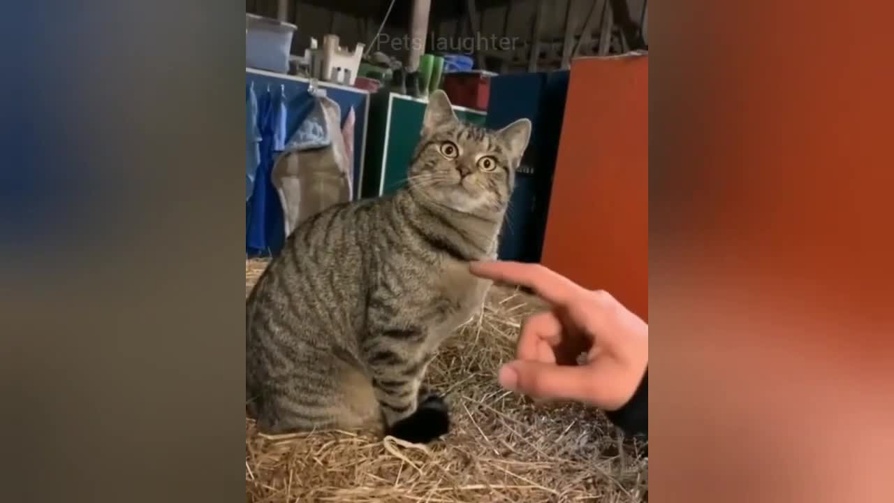 Cat Fart Into Microphone - Dog Fart Into Microphone