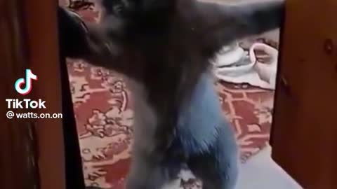 Funny animals video 📹 😄