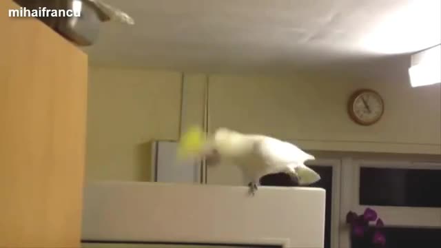 funny parrots collection