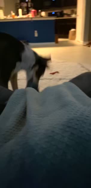 Blanket stealing dog
