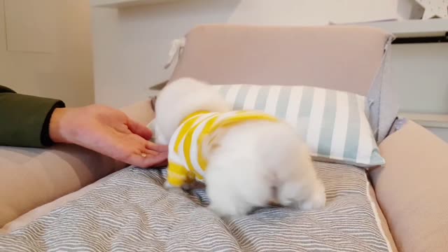 Bichon Frise Puppy Cuddles With Owner & Mommy | Dogs