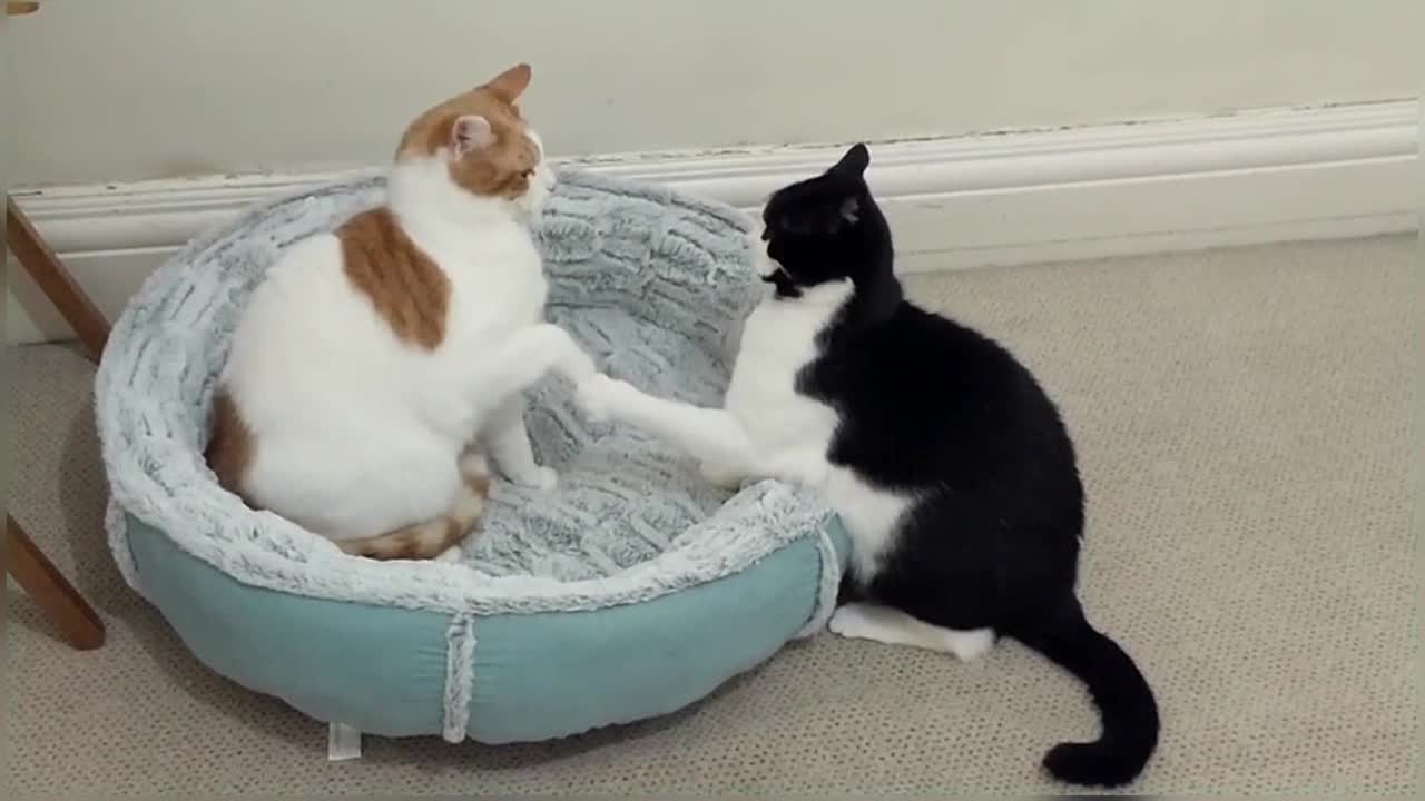 Cats Fight Over Bed Compilation