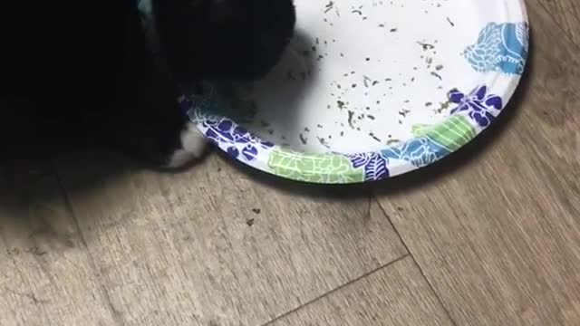 Black cat eat cat nip from paper plate ends up rolling onto paper plate