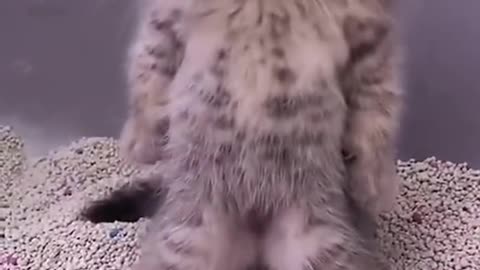 Kitten stands up