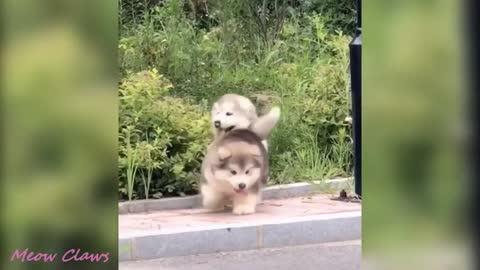Baby Alaskan Malamute Cutest and Funniest Moments New Compilation | Amazing Videos