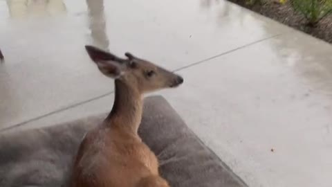 Just a deer laying on a bed watching a storm