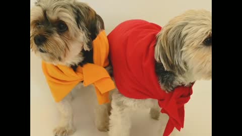 Two most funny and cute dog funny moment