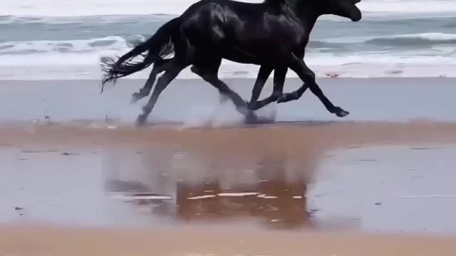 Beautiful horse