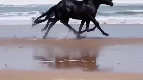 Beautiful horse