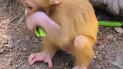 lovely and funny animals lovely monkey videos 2021