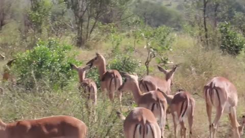 Herds of deer and wildebees were feeding in the meadows