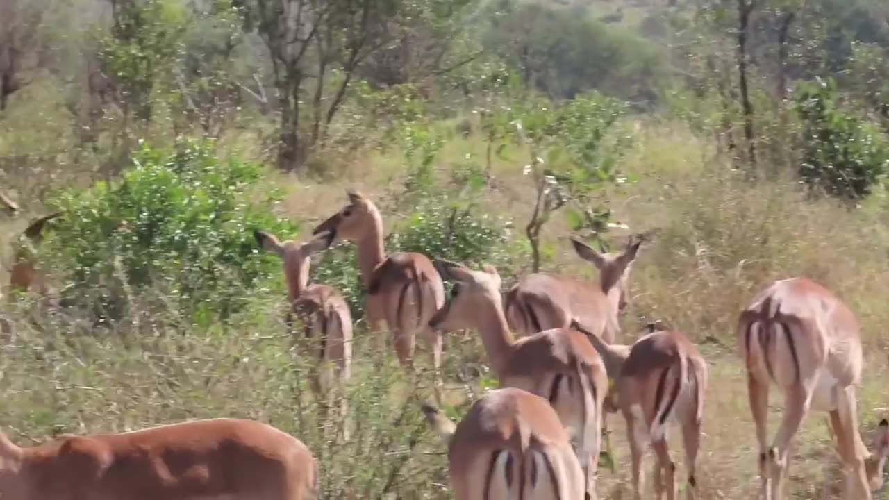 Herds of deer and wildebees were feeding in the meadows