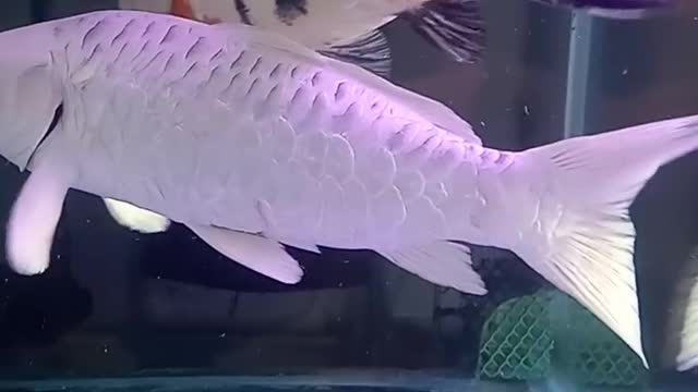 satisfying Platinum & Showa Koi