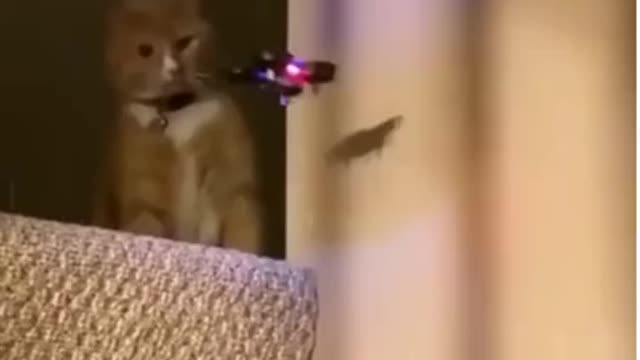 Can't stop laughing animals 🐈😺 Cute #39💋🥺