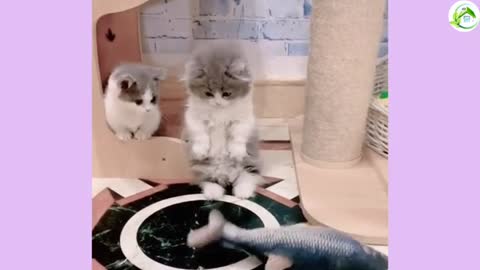 Kitten super cute