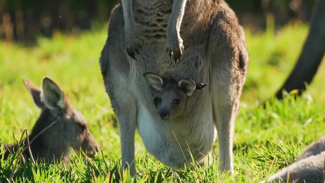 Kangaroo Babe