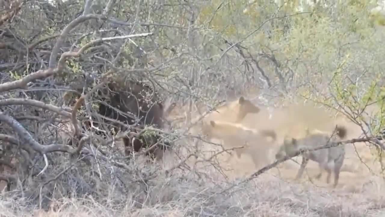 wild life #2