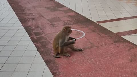 Monkey eat coconut