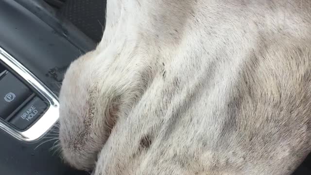 Thirsty Camel Pokes Head Inside Car for a Cup of Water