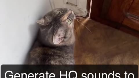 Sounds that attract Cats