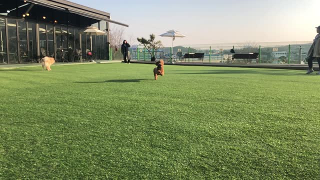 Dog running to the owner at the dog playground