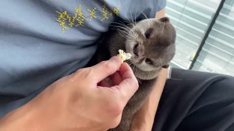 Baby otters and popcorn!!