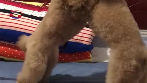 The dog dog wrestling