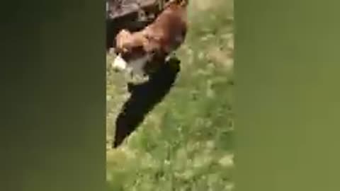 Funny animals 2023.8 . 69k wiews in 6 hours