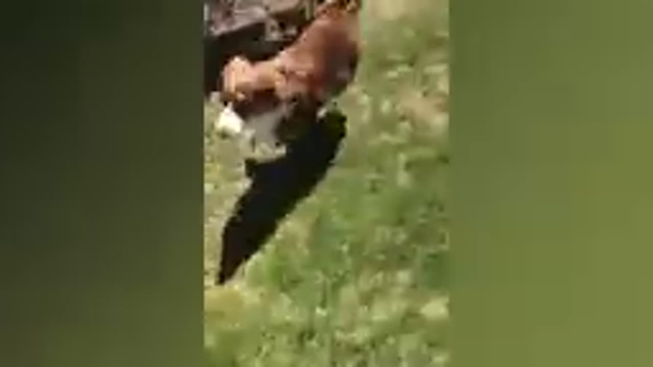 Funny animals 2023.8 . 69k wiews in 6 hours