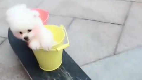 Cute dog 🐕|funniest cute dog video🐶🐶