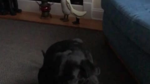 DOG MAKES EPIC CATCH