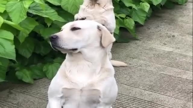 Pet Animal Funny Videos