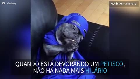 Este bulldog vestido de Batman vai alegrar o seu dia