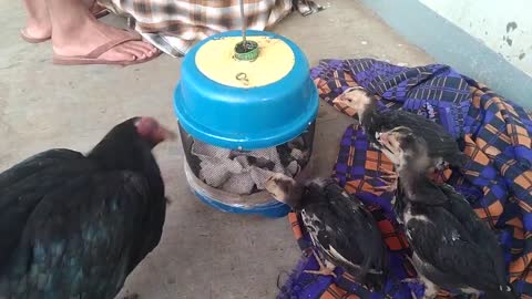 Feeding farm chickens