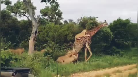 Wildlife Brave Giraffe Kick Five Lion To Save Baby - Power of LION In The Animal World But FAIL