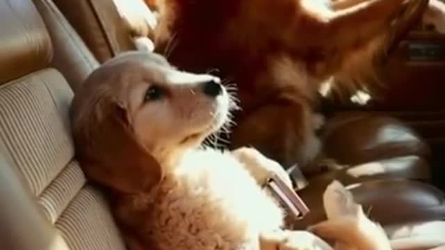 funny dog, funny dogs, try not to laugh, Funny dog videos #short