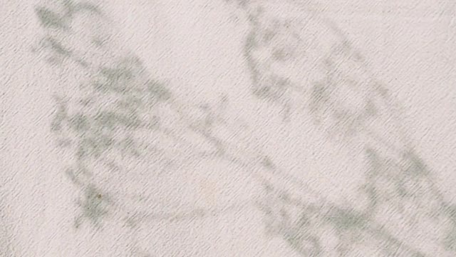 a-shadow-of-a-flower