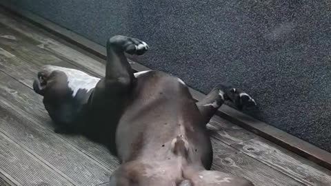 The dog's life is Best life