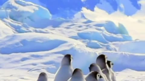 #animals #relaxationmusic #relaxationfilm #funny