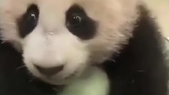 Cute panda playing 🥰🥰🥰