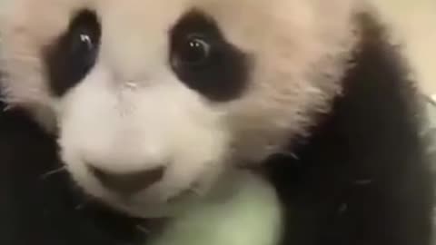 Cute panda playing 🥰🥰🥰