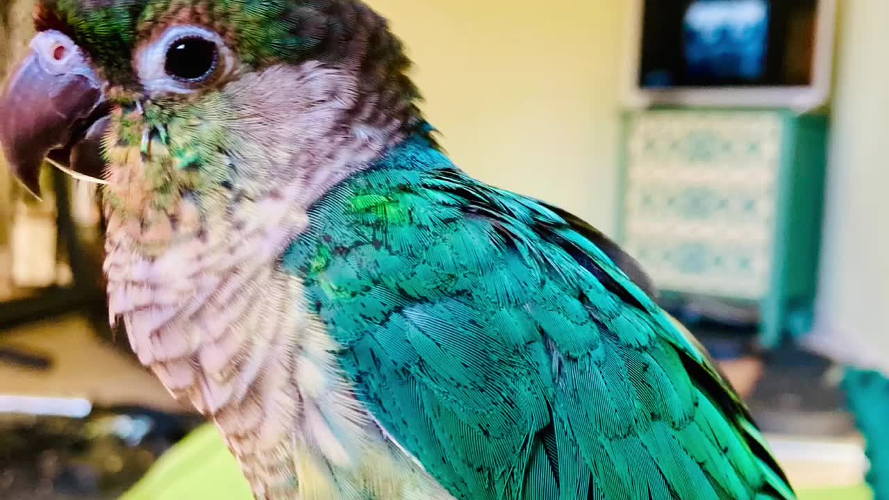 August 2021: Surfin' Bird