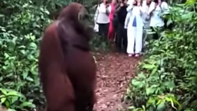 How does this orangutan feel surrounded by so many people?
