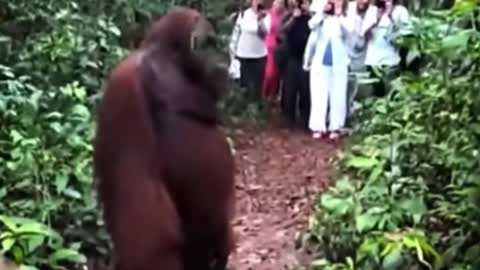 How does this orangutan feel surrounded by so many people?